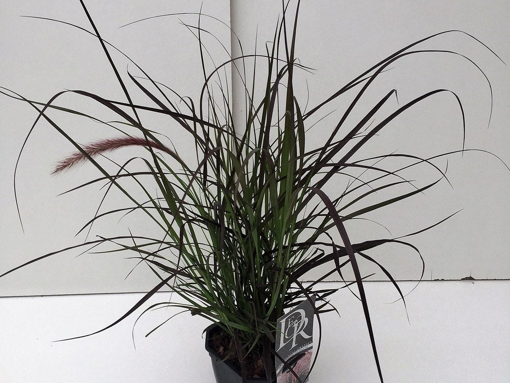  Lampepoetsersgras (Pennisetum Advena 'Rubrum')