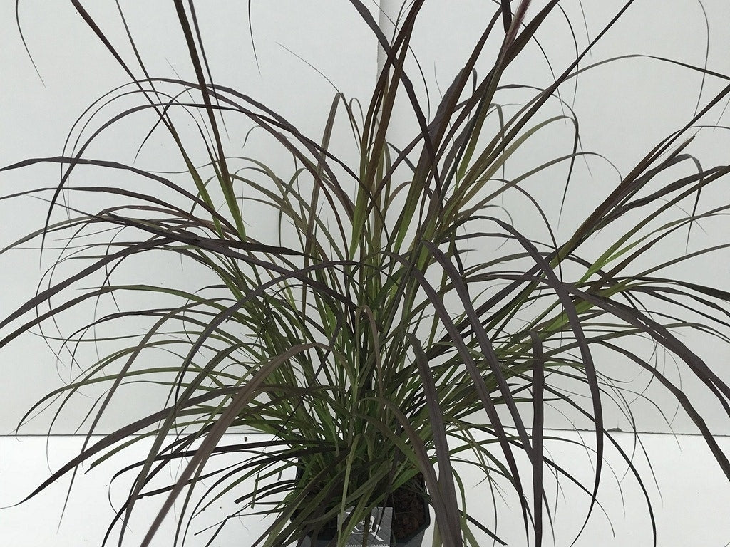  Lampepoetsersgras (Pennisetum Advena 'Rubrum')