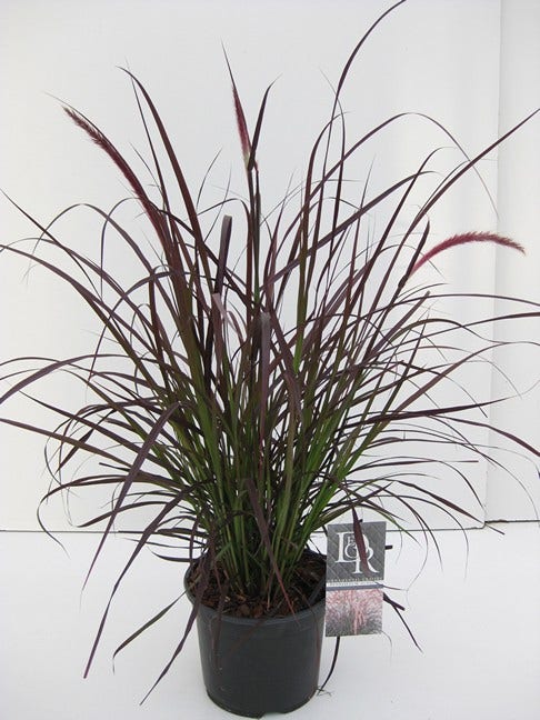  Lampepoetsersgras (Pennisetum Advena 'Rubrum')