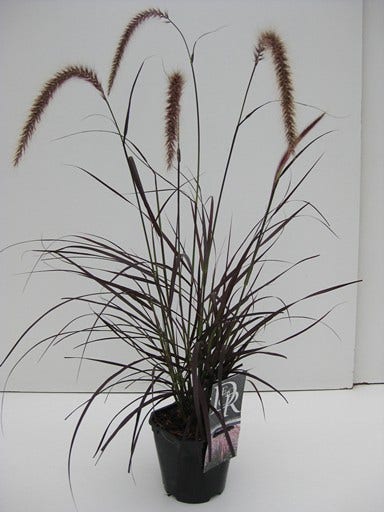  Lampepoetsersgras (Pennisetum Advena 'Rubrum')