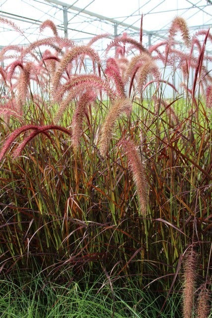  Lampepoetsersgras (Pennisetum Advena 'Rubrum')