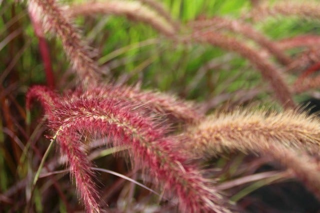  Lampepoetsersgras (Pennisetum Advena 'Rubrum')