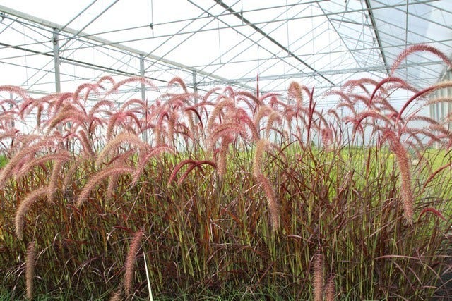  Lampepoetsersgras (Pennisetum Advena 'Rubrum')