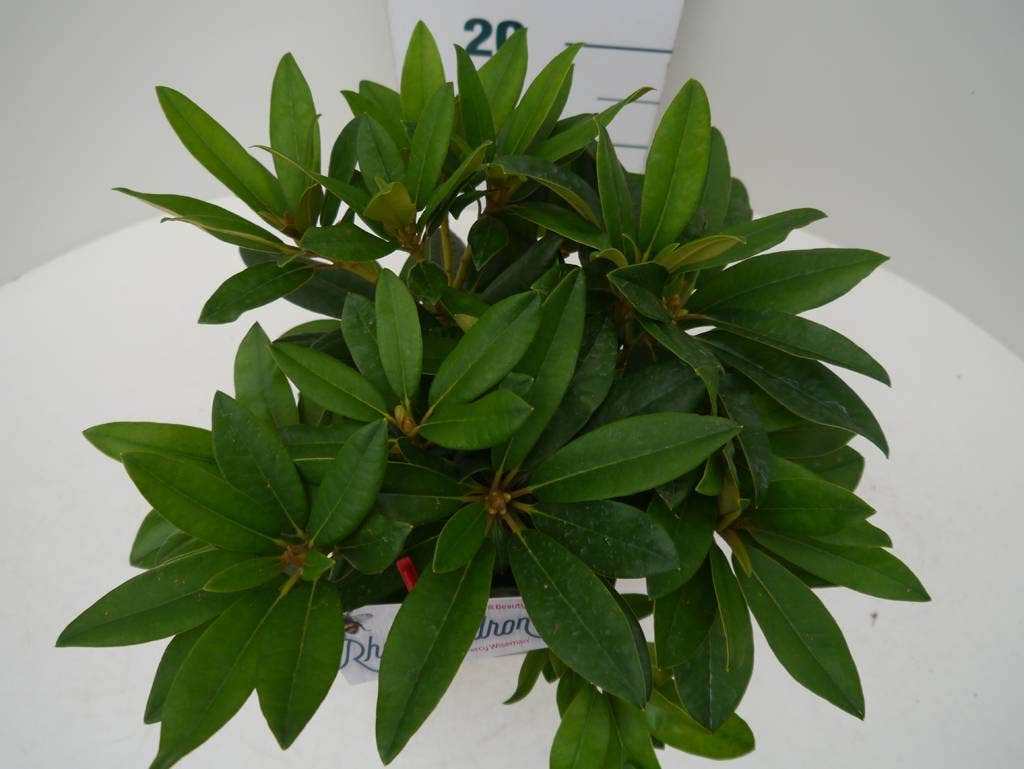 Rhododendron (Rhododendron 'Percy Wiseman')