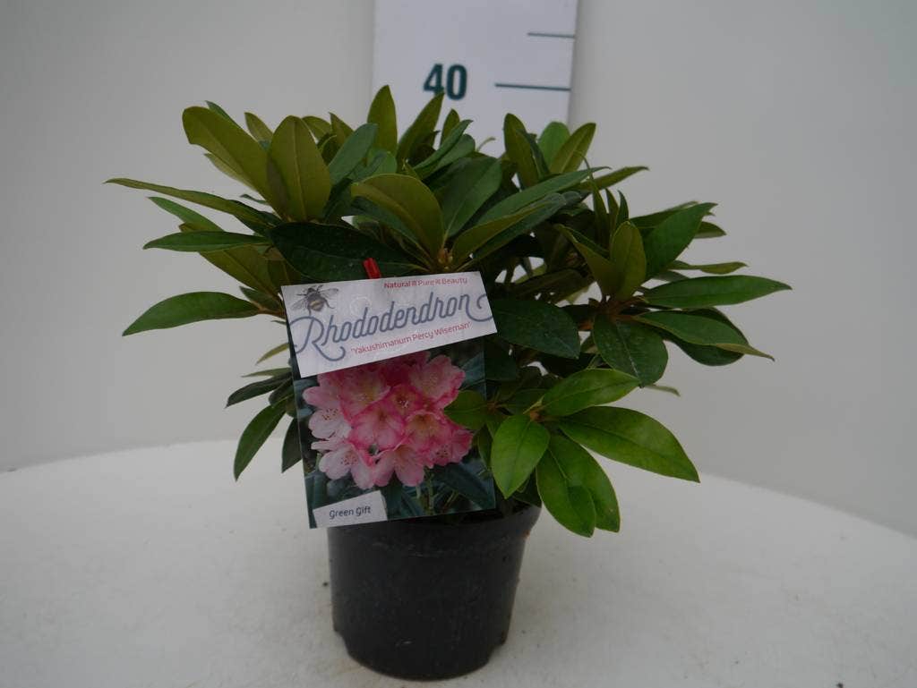  Rhododendron (Rhododendron 'Percy Wiseman')