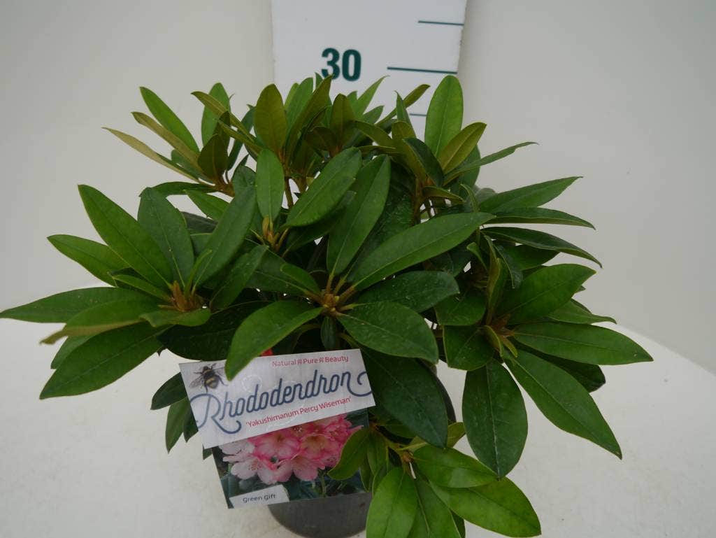  Rhododendron (Rhododendron 'Percy Wiseman')