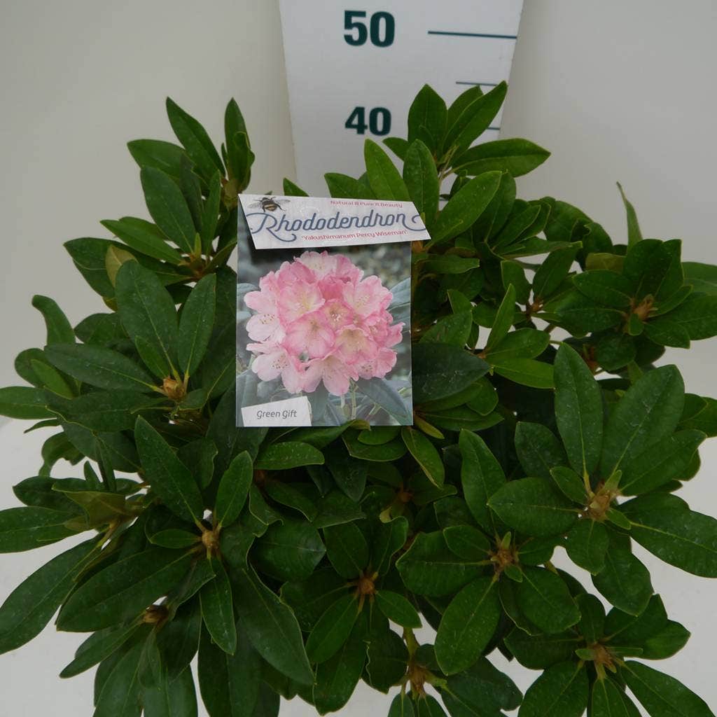  Rhododendron (Rhododendron 'Percy Wiseman')