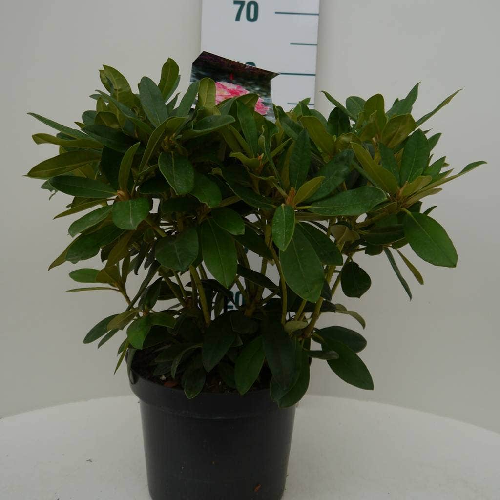  Rhododendron (Rhododendron 'Percy Wiseman')