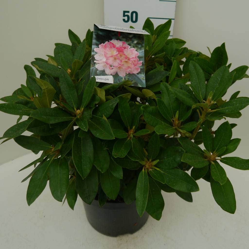  Rhododendron (Rhododendron 'Percy Wiseman')