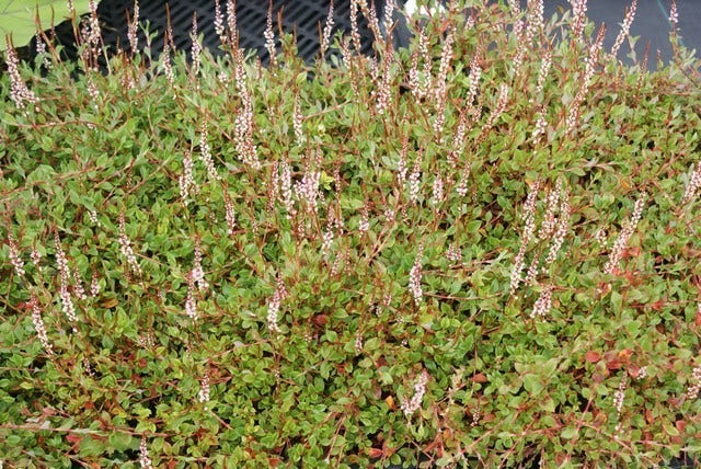  Duizendknoop (Persicaria Vacciniifolia)