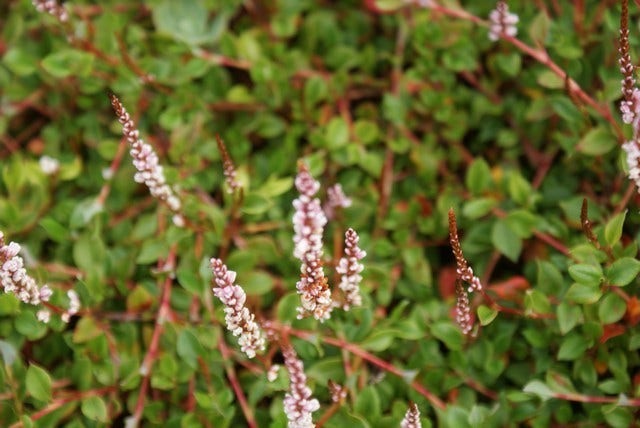  Duizendknoop (Persicaria Vacciniifolia)