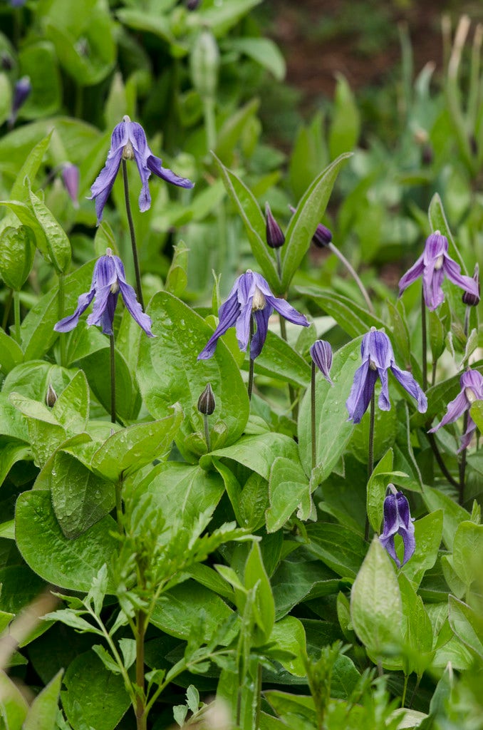  Bodembedekkende Bosrank (Clematis Integrifolia)