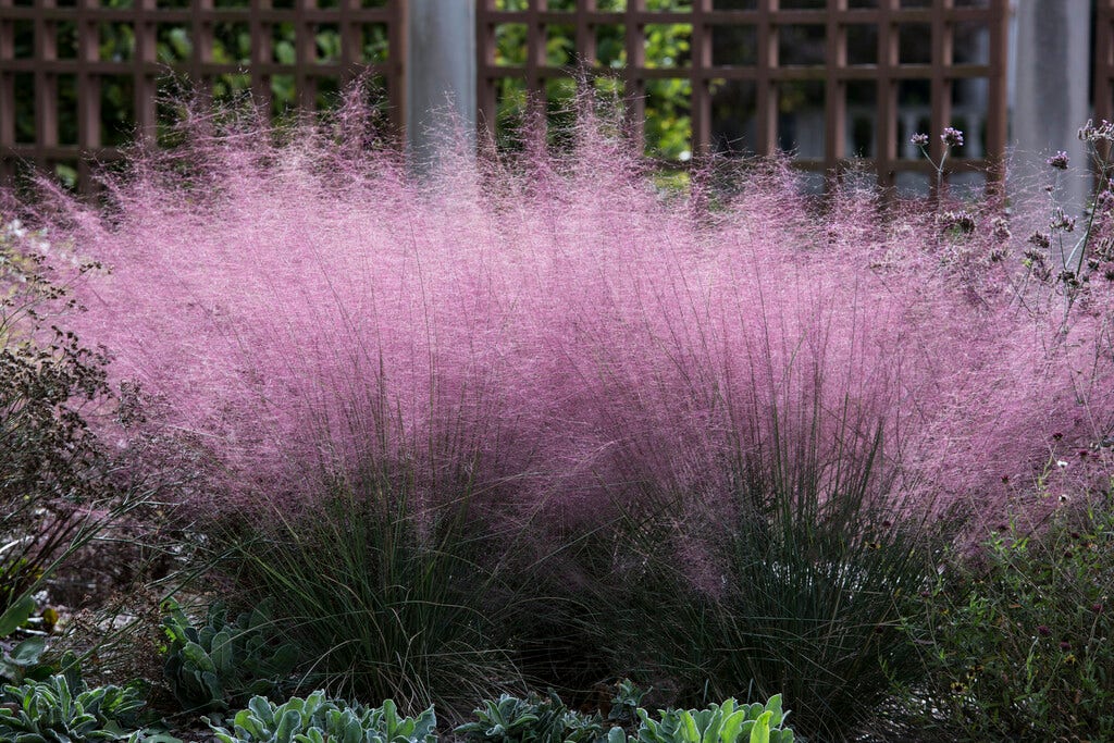  Muhlenbergia (Muhlenbergia Capillaris) 