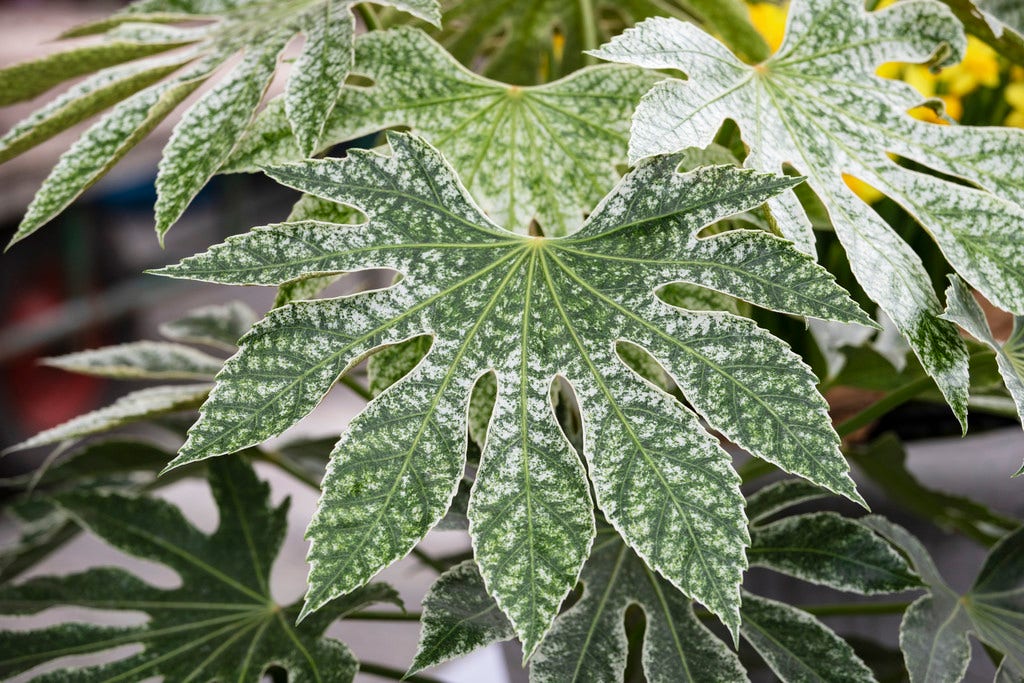  Vingerplant (Fatsia Japonica 'Spiders Web')
