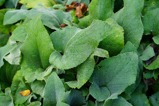  Viltkruid (Phlomis Russeliana) BIO