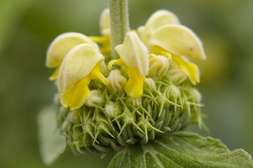  Viltkruid (Phlomis Russeliana) BIO