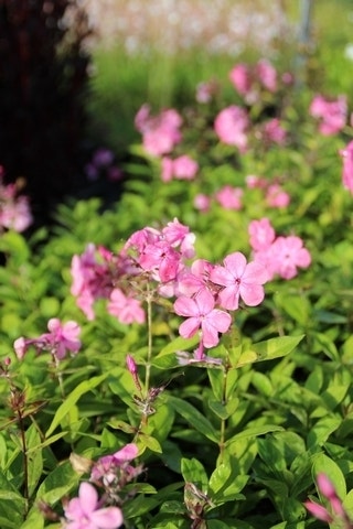  Vlambloem (Phlox Paniculata 'Rijnstroom')