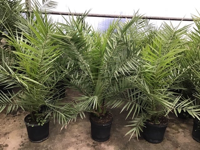  Canarische Dadelpalm (Phoenix Canariensis)