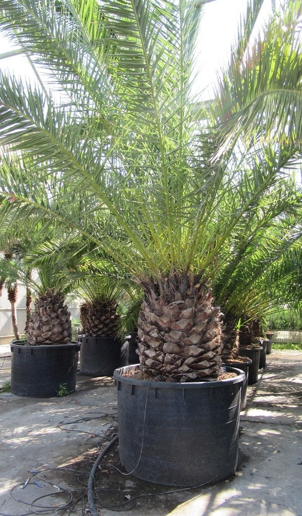  Canarische Dadelpalm (Phoenix Canariensis)