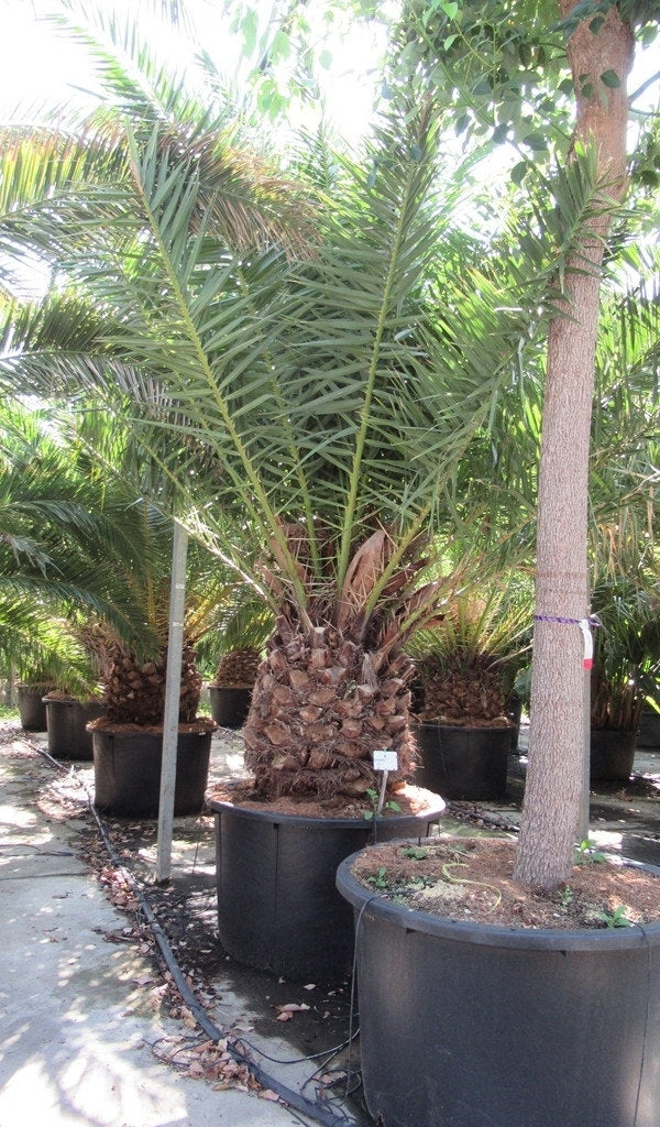  Canarische Dadelpalm (Phoenix Canariensis)