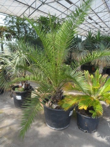  Canarische Dadelpalm (Phoenix Canariensis)