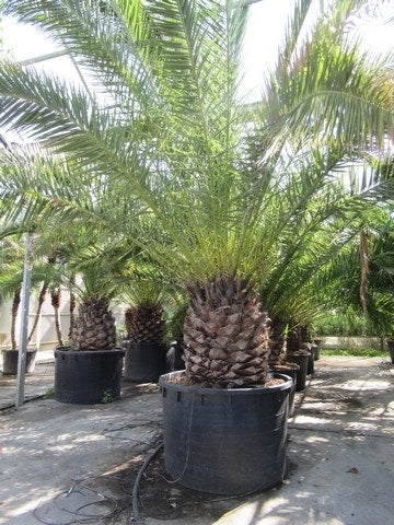  Canarische Dadelpalm (Phoenix Canariensis)