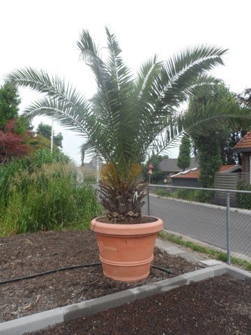  Canarische Dadelpalm (Phoenix Canariensis)