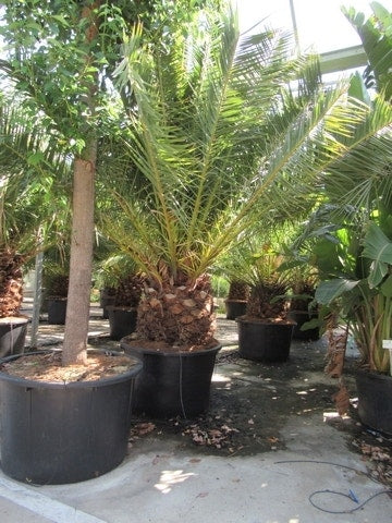  Canarische Dadelpalm (Phoenix Canariensis)