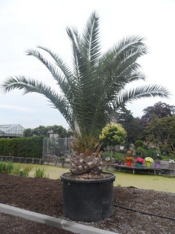  Canarische Dadelpalm (Phoenix Canariensis)