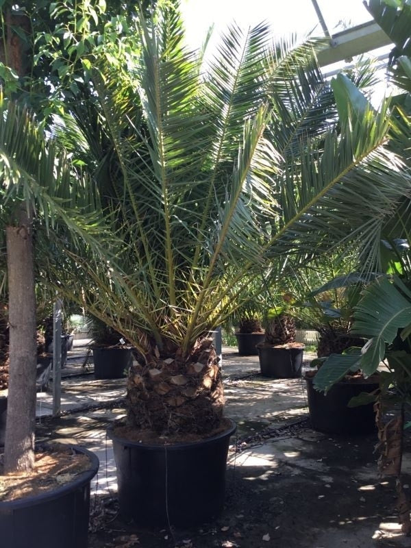  Canarische Dadelpalm (Phoenix Canariensis)