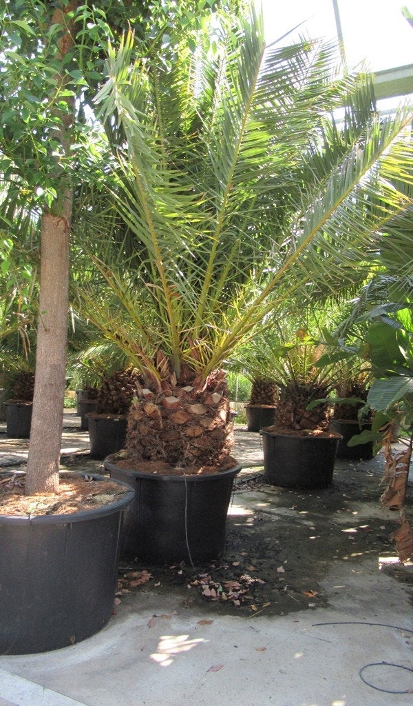 Canarische Dadelpalm (Phoenix Canariensis)