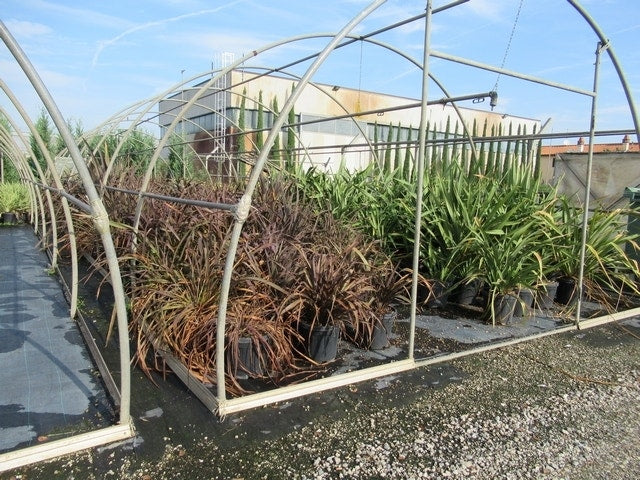  Nieuw Zeelands Vlas (Phormium Tenax 'Purpureum')