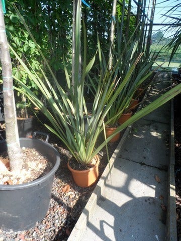  Nieuw Zeelands Vlas (Phormium Tenax)