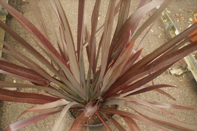  Nieuw Zeelands Vlas (Phormium Tenax 'Purpureum')
