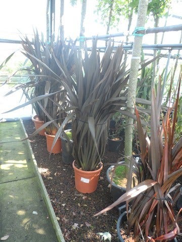  Nieuw Zeelands Vlas (Phormium Tenax 'Purpureum')