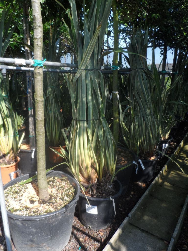  Nieuw Zeelands Vlas (Phormium Tenax 'Variegatum')