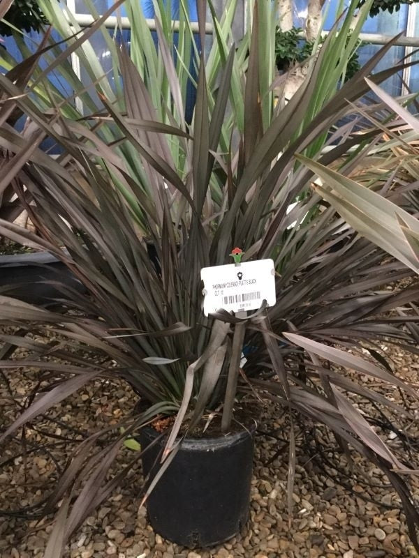  Nieuw Zeelands Vlas (Phormium Colensoi 'Platt's Black')