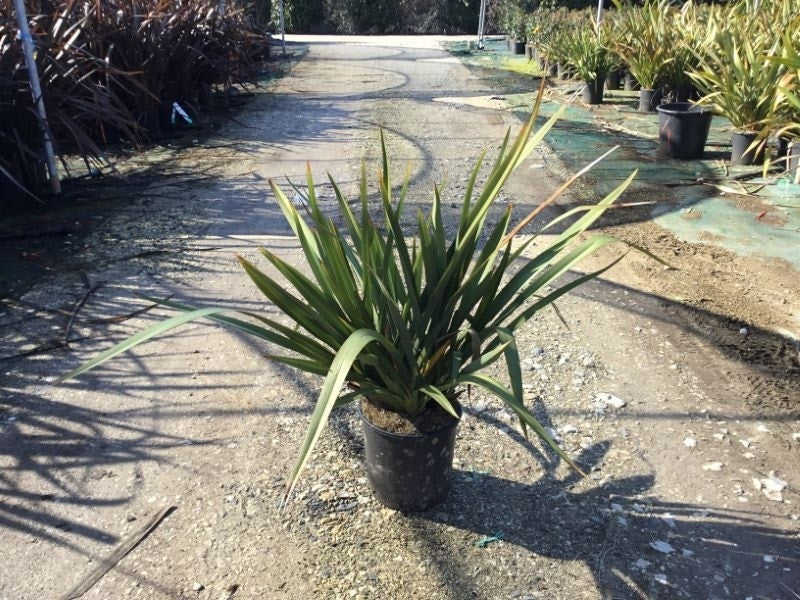  Nieuw Zeelands Vlas (Phormium Tenax 'Pink Stripe')