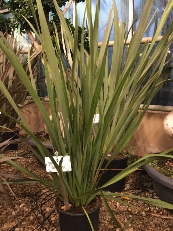  Nieuw Zeelands Vlas (Phormium Tenax 'Golden Ray')