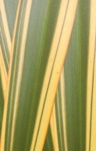  Nieuw Zeelands Vlas (Phormium Tenax 'Golden Ray')