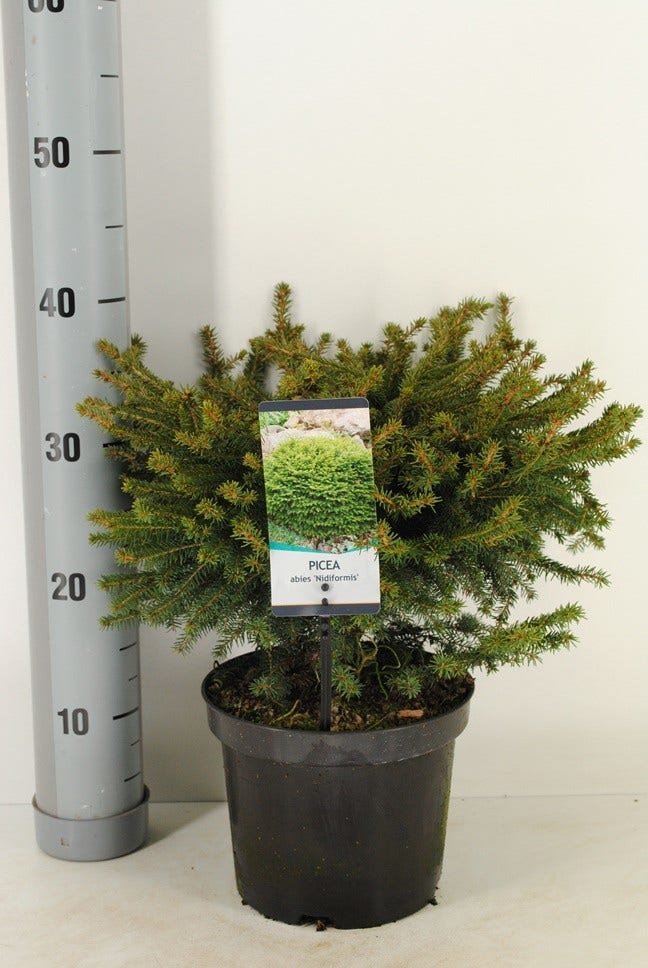  Spar (Picea Abies 'Nidiformis')