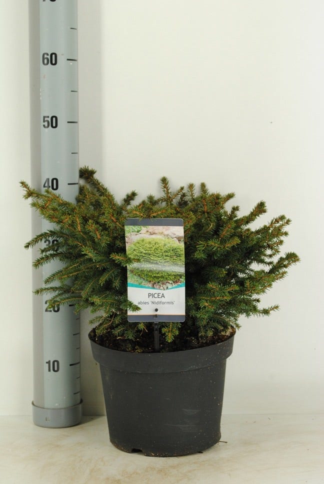  Spar (Picea Abies 'Nidiformis')