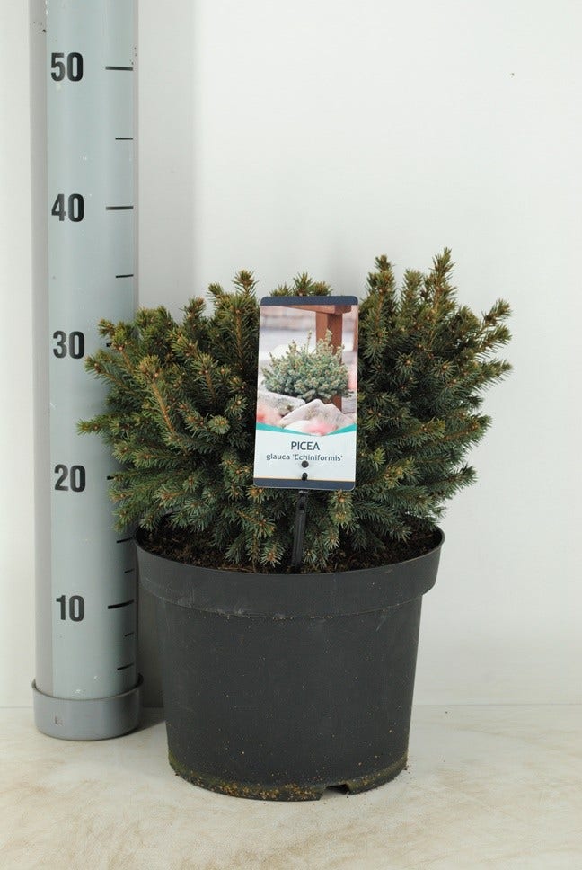  Dwergspar (Picea Glauca 'Echiniformis')