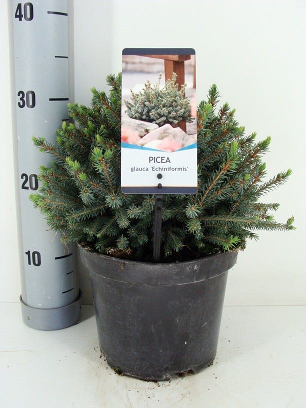  Dwergspar (Picea Glauca 'Echiniformis')