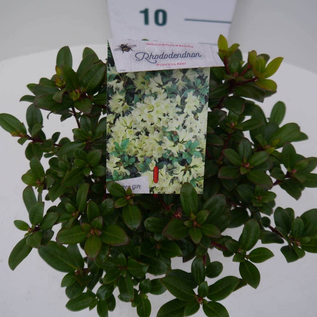  Dwergrhododendron (Rhododendron 'Princess- Anne')