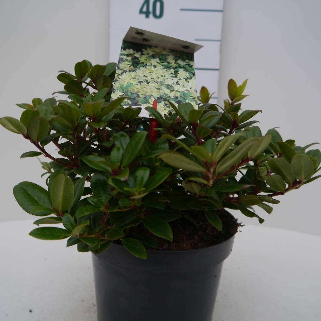  Dwergrhododendron (Rhododendron 'Princess- Anne')