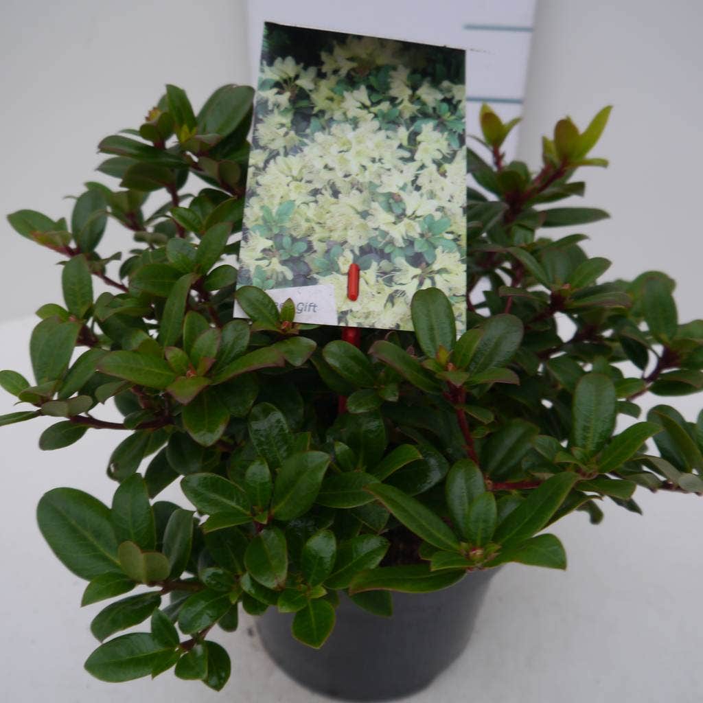  Dwergrhododendron (Rhododendron 'Princess- Anne')