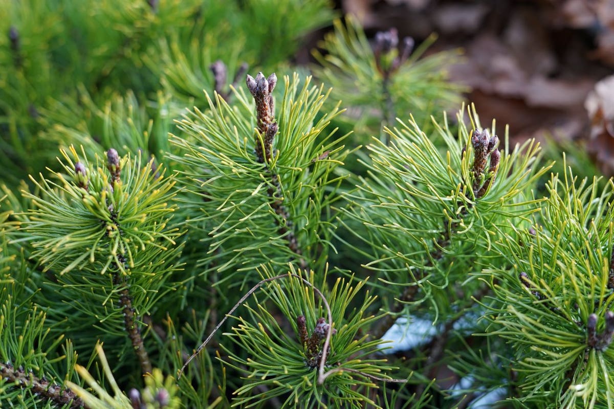  Pinus (Pinus Mugo Var. Pumilio)