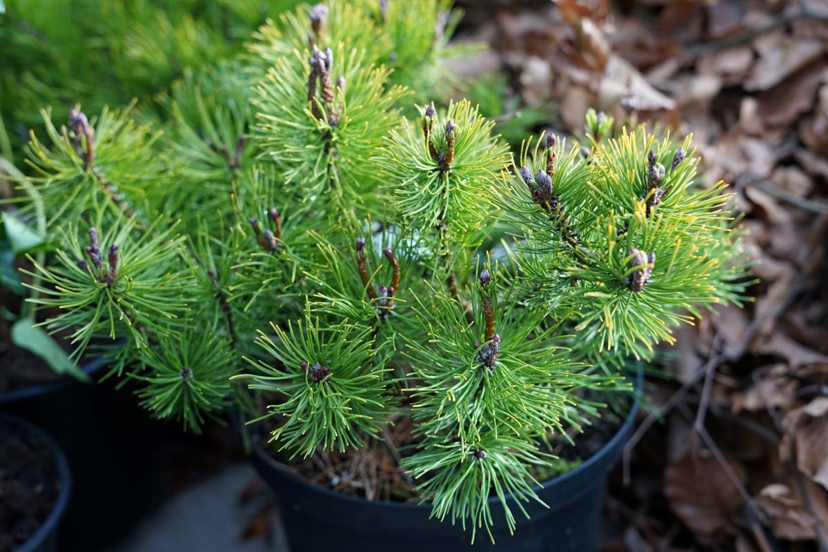  Pinus (Pinus Mugo Var. Pumilio)