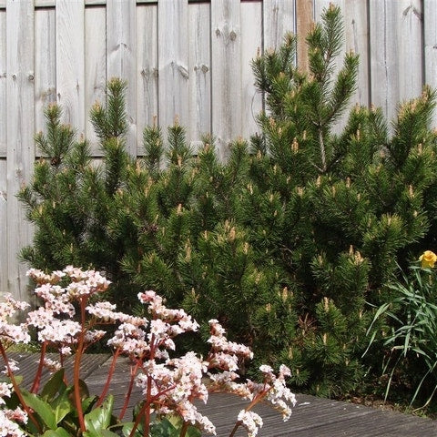 Bergden (Pinus Mugo Mughus)